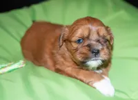 Adonis, Mathias, Nike, Sugar Foot, a male Shih Tzu for sale in Fort Worth, TX – 2 of 10