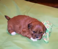 Adonis, Mathias, Nike, Sugar Foot, a male Shih Tzu for sale in Fort Worth, TX – 7 of 10