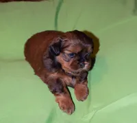 Adonis, Mathias, Nike, Sugar Foot, a male Shih Tzu for sale in Fort Worth, TX – 3 of 10