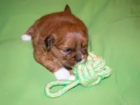 Adonis, Mathias, Nike, Sugar Foot, a male Shih Tzu for sale in Fort Worth, TX – 8 of 10