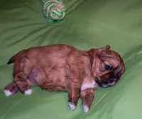 Adonis, Mathias, Nike, Sugar Foot, a male Shih Tzu for sale in Fort Worth, TX – 10 of 10