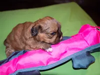 Adonis, Mathias, Nike, Sugar Foot, a male Shih Tzu for sale in Fort Worth, TX – 9 of 10