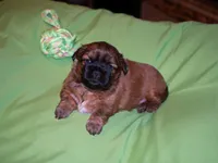 Adonis, Mathias, Nike, Sugar Foot, a male Shih Tzu for sale in Fort Worth, TX – 6 of 10