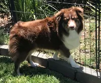 Ace, a male Miniature Australian Shepherd for sale in De Kalb, TX – Photo 7 of 8