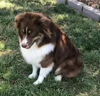 Ace, a male Miniature Australian Shepherd for sale in De Kalb, TX – Photo 5 of 8