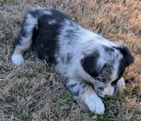 Ace, a male Miniature Australian Shepherd for sale in De Kalb, TX – Photo 2 of 8