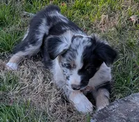 Ace, a male Miniature Australian Shepherd for sale in De Kalb, TX – Photo 3 of 8