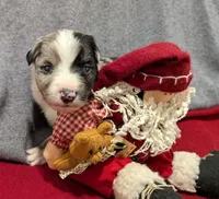 Ace, a male Miniature Australian Shepherd for sale in De Kalb, TX – Photo 4 of 8