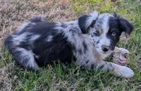 Ace, a male Miniature Australian Shepherd for sale in De Kalb, TX – Photo 1 of 8