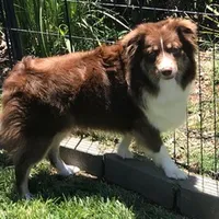 Elsa, a female Miniature Australian Shepherd for sale in De Kalb, TX – Photo 9 of 10