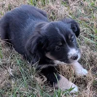 Elsa, a female Miniature Australian Shepherd for sale in De Kalb, TX – Photo 3 of 10