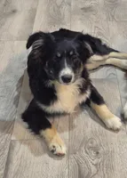 Elsa, a female Miniature Australian Shepherd for sale in De Kalb, TX – 2 of 10