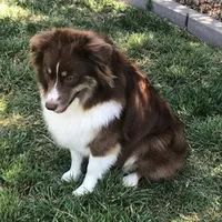 Elsa, a female Miniature Australian Shepherd for sale in De Kalb, TX – Photo 8 of 10