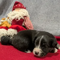 Elsa, a female Miniature Australian Shepherd for sale in De Kalb, TX – Photo 6 of 10