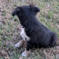 Elsa, a female Miniature Australian Shepherd for sale in De Kalb, TX – Photo 5 of 10