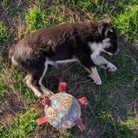 Elsa, a female Miniature Australian Shepherd for sale in De Kalb, TX – Photo 1 of 10