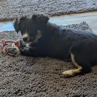 Elsa, a female Miniature Australian Shepherd for sale in De Kalb, TX – Photo 2 of 10