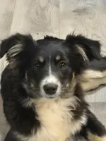 Elsa, a female Miniature Australian Shepherd for sale in De Kalb, TX – 3 of 10