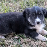 Elsa, a female Miniature Australian Shepherd for sale in De Kalb, TX – Photo 4 of 10