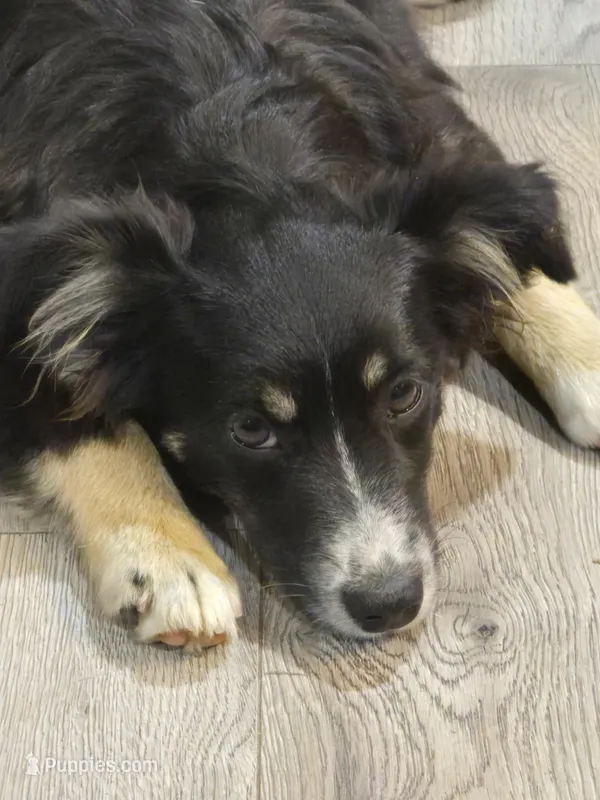 Elsa – Miniature Australian Shepherd puppy for sale in De Kalb, TX