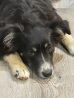 Elsa, a female Miniature Australian Shepherd for sale in De Kalb, TX – 1 of 10