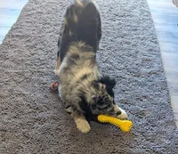 Ace, a male Miniature Australian Shepherd for sale in De Kalb, TX – Photo 4 of 9