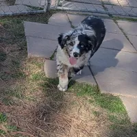 Ace, a male Miniature Australian Shepherd for sale in De Kalb, TX – Photo 2 of 9