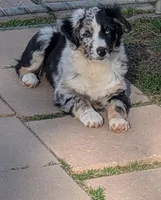 Ace, a male Miniature Australian Shepherd for sale in De Kalb, TX – Photo 1 of 9