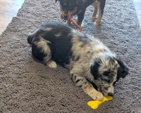 Ace, a male Miniature Australian Shepherd for sale in De Kalb, TX – Photo 3 of 9