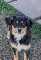 Happy, a female Miniature Australian Shepherd for sale in De Kalb, TX – Photo 1 of 10