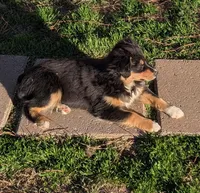 Happy, a female Miniature Australian Shepherd for sale in De Kalb, TX – Photo 5 of 10