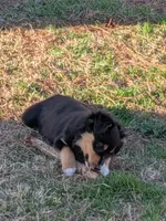 Happy, a female Miniature Australian Shepherd for sale in De Kalb, TX – Photo 3 of 10