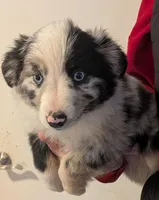 Nolan, a male Miniature Australian Shepherd for sale in De Kalb, TX – Photo 1 of 9