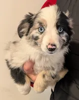 Nolan, a male Miniature Australian Shepherd for sale in De Kalb, TX – Photo 2 of 9