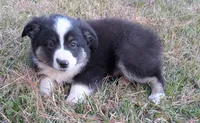 Archer, a male Miniature Australian Shepherd for sale in De Kalb, TX – Photo 2 of 8