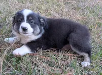 Archer, a male Miniature Australian Shepherd for sale in De Kalb, TX – Photo 3 of 8
