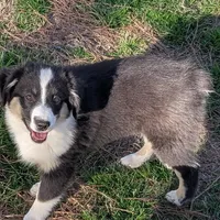 Archer, a male Miniature Australian Shepherd for sale in De Kalb, TX – Photo 4 of 9