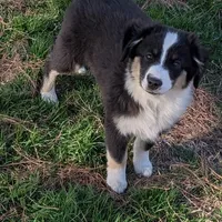 Archer, a male Miniature Australian Shepherd for sale in De Kalb, TX – Photo 2 of 9