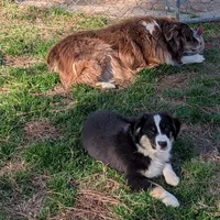 Archer, a male Miniature Australian Shepherd for sale in De Kalb, TX – Photo 3 of 9