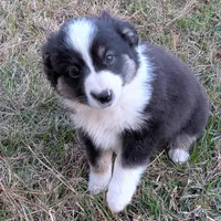 Archer, a male Miniature Australian Shepherd for sale in De Kalb, TX – Photo 5 of 9
