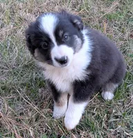 Archer, a male Miniature Australian Shepherd for sale in De Kalb, TX – Photo 1 of 8