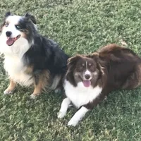 Archer, a male Miniature Australian Shepherd for sale in De Kalb, TX – Photo 6 of 9