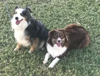 Archer, a male Miniature Australian Shepherd for sale in De Kalb, TX – Photo 4 of 8