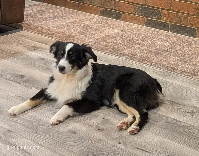Archer – Miniature Australian Shepherd puppy for sale in De Kalb, TX