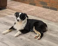Archer, a male Miniature Australian Shepherd for sale in De Kalb, TX – 1 of 10