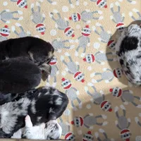 Archer, a male Miniature Australian Shepherd for sale in De Kalb, TX – Photo 8 of 9