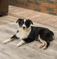 Archer, a male Miniature Australian Shepherd for sale in De Kalb, TX – 2 of 10