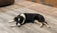 Archer, a male Miniature Australian Shepherd for sale in De Kalb, TX – 3 of 10