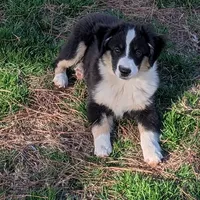 Archer, a male Miniature Australian Shepherd for sale in De Kalb, TX – Photo 1 of 9