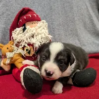 Archer, a male Miniature Australian Shepherd for sale in De Kalb, TX – Photo 9 of 9